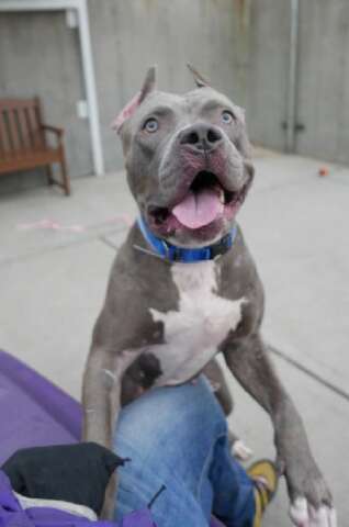 Pit bull in shelter kennel