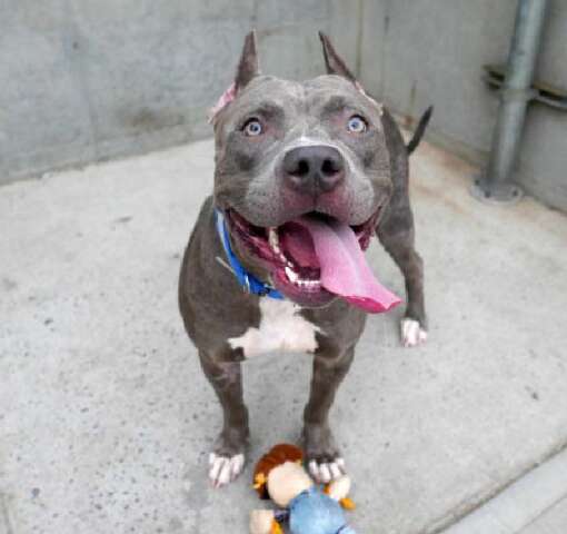Pit bull in shelter
