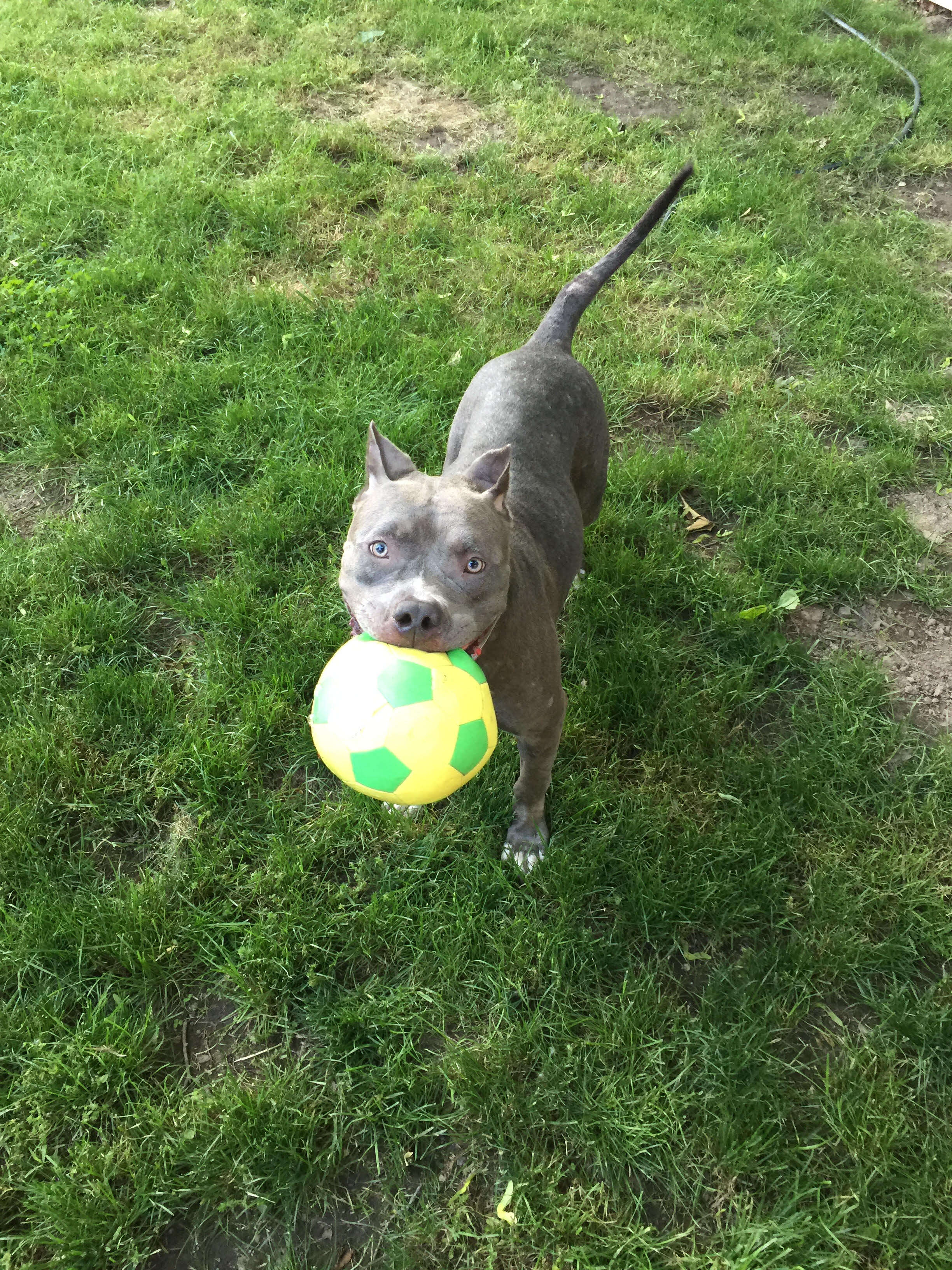 Rescued pit bull playing with ball