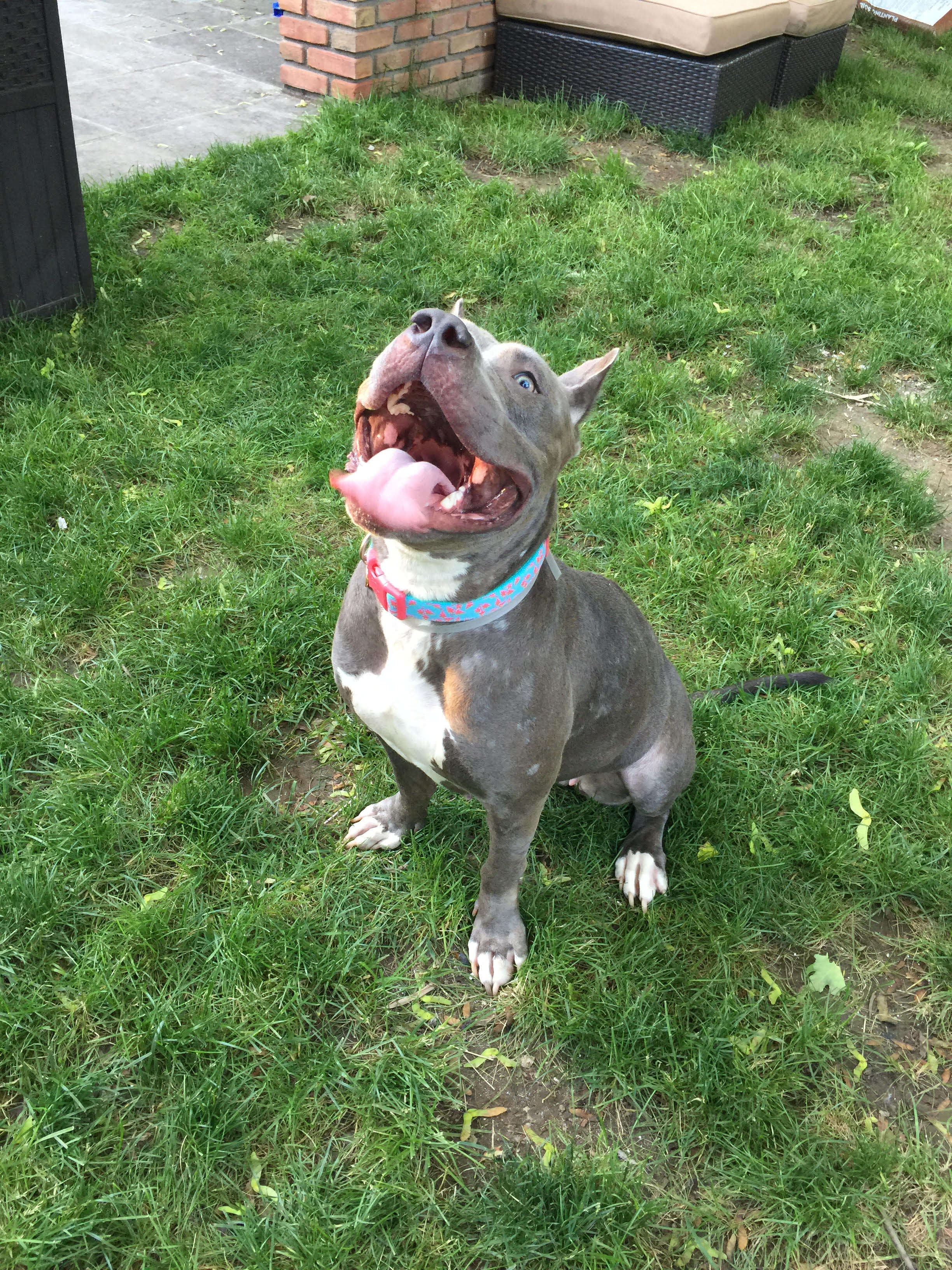 Pit bull at her foster home