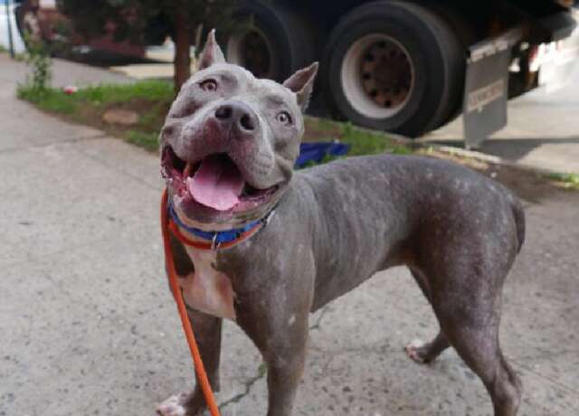 Pit bull rescued from shelter