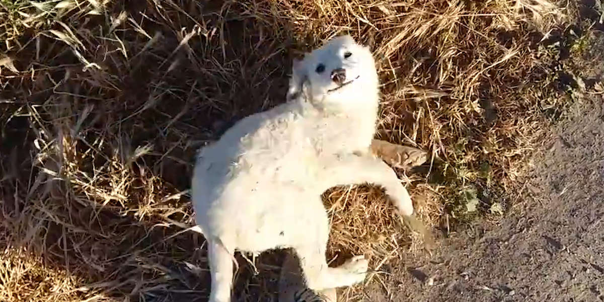 Runner Finds Abandoned Puppy - Videos - The Dodo
