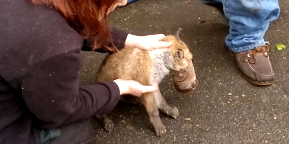 People Pull Can Off Baby Fox's Head - Videos - The Dodo