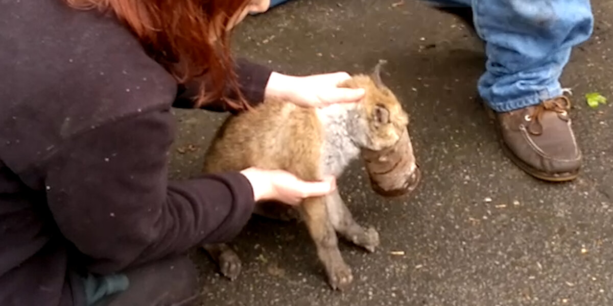 People Pull Can Off Baby Fox's Head - Videos - The Dodo
