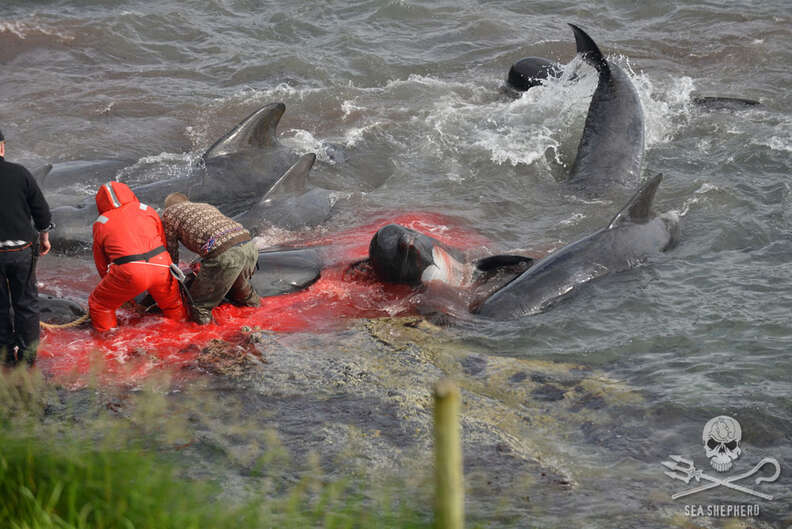 People killing pilot whales in Faroe Islands