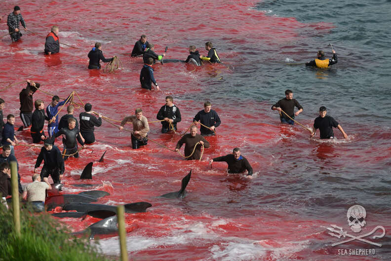 Whale hunters in the Faroe Islands