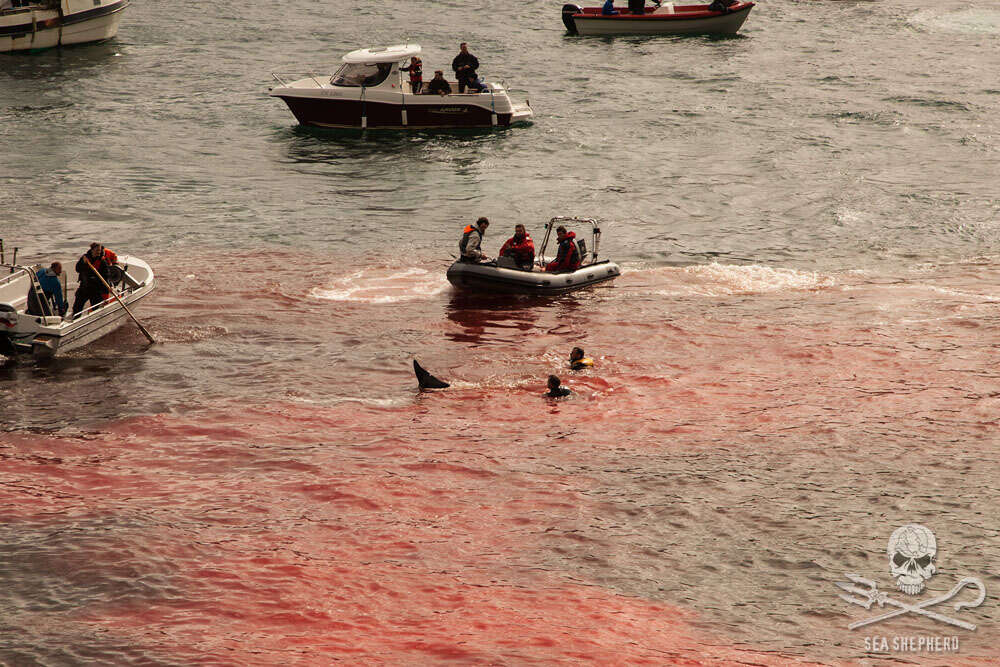 Faroe Islands whale killings