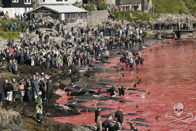 Faroe Islands whale killings