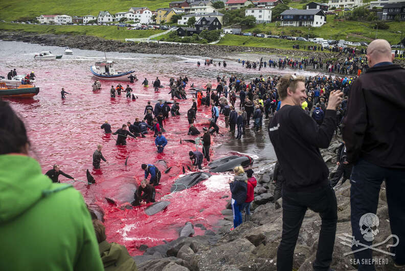 Faroe Islands whale killings
