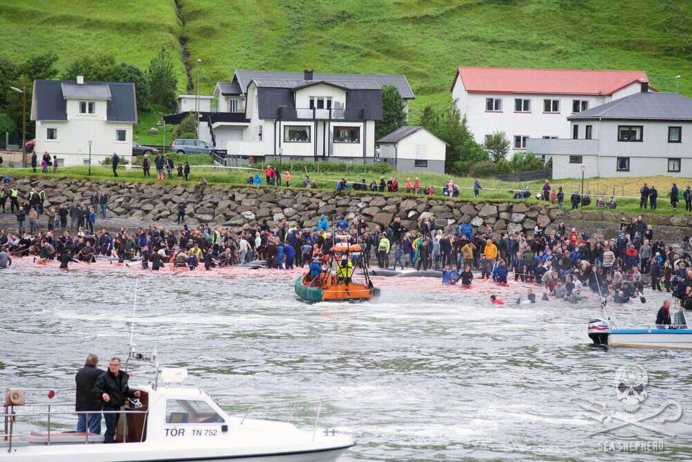 Faroe Islands whale killings