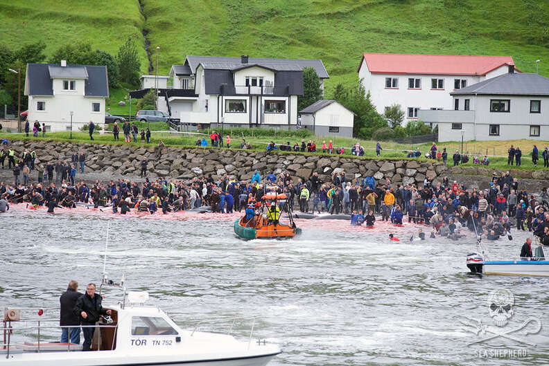 Faroe Islands whale killings