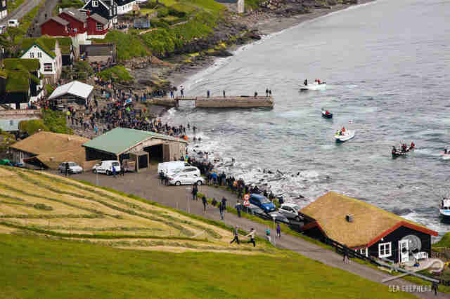 Pilot whales in killing bay in Faroe Islands