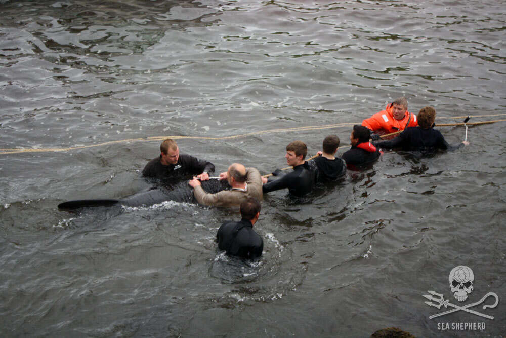 Whale hunters in the Faroe Islands