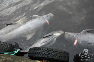Pilot whale grave in the Faroe Islands