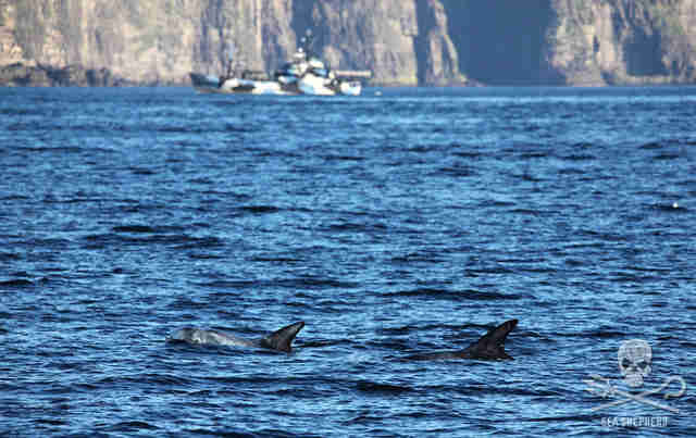 Whales swimming off coast of Faroe Islands