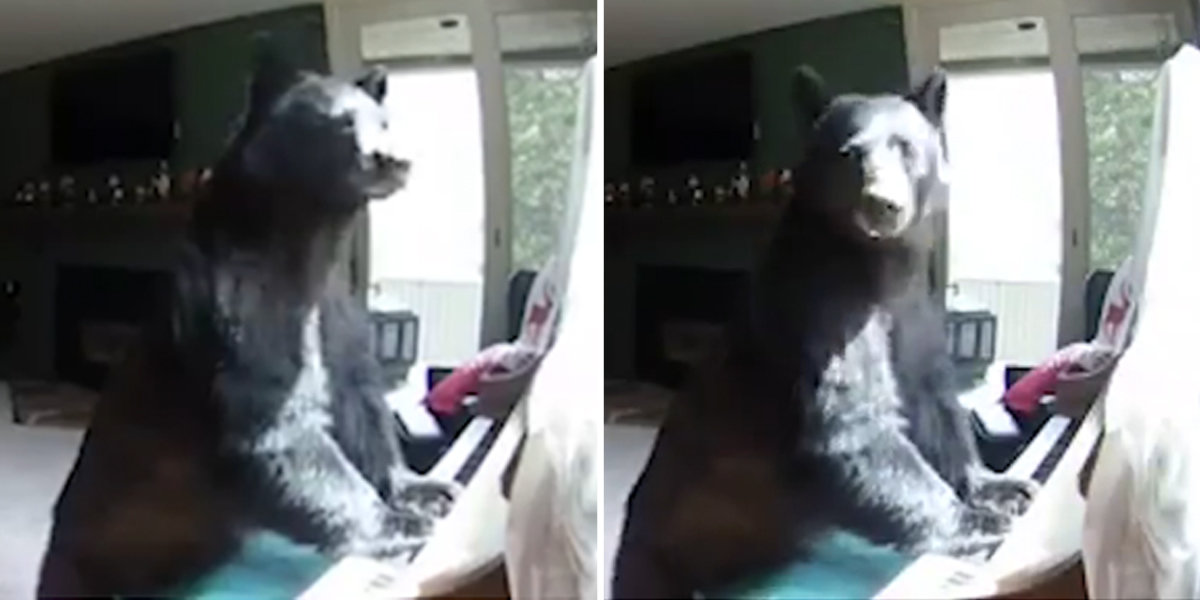 Bear Breaks Into Home Briefly Plays The Piano The Dodo