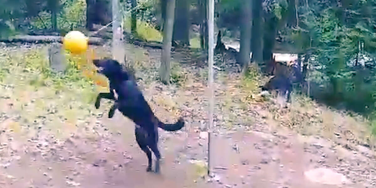 Dog Refuses To Stop Playing Tetherball Videos The Dodo