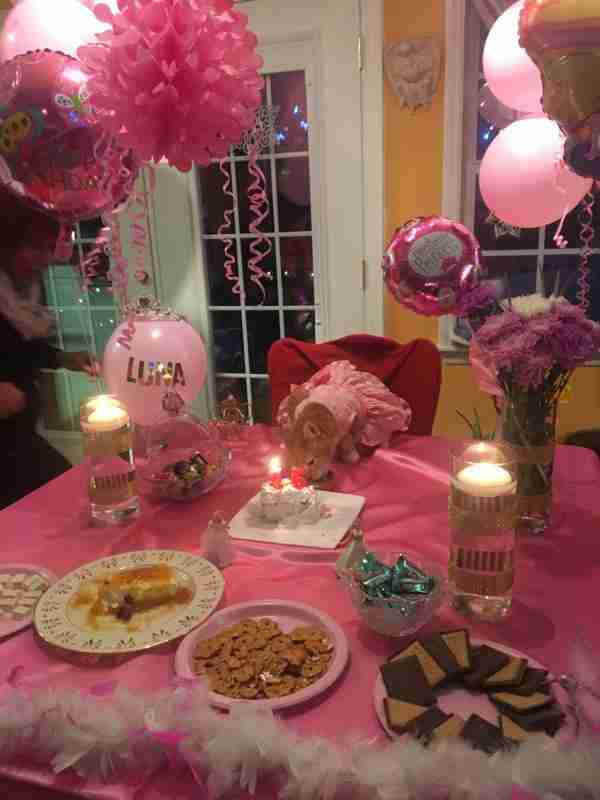  Cat  Gets Quinceanera  For Her 15th Birthday The Dodo