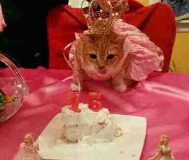 Cat Gets Quinceanera For Her 15th Birthday - The Dodo