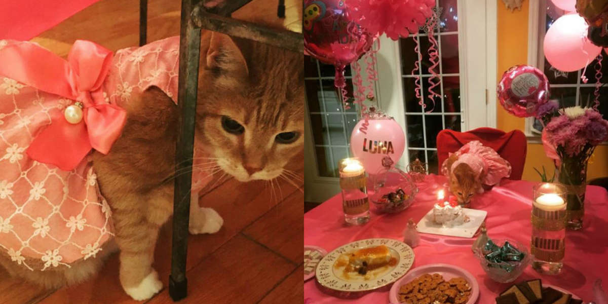 Cat Gets Quinceanera For Her 15th Birthday The Dodo