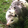 Possum Moms Carry Their Babies In The Most Amazing Way