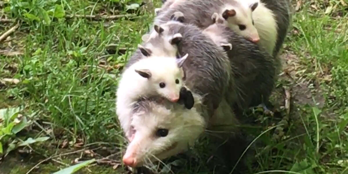 Possum Moms Carry Their Babies In The Most Amazing Way - Videos - The Dodo