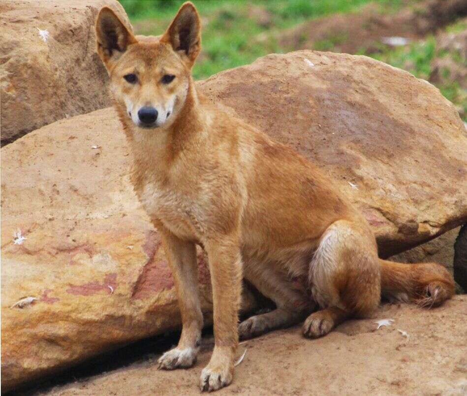 Rescued dingo at sanctuary