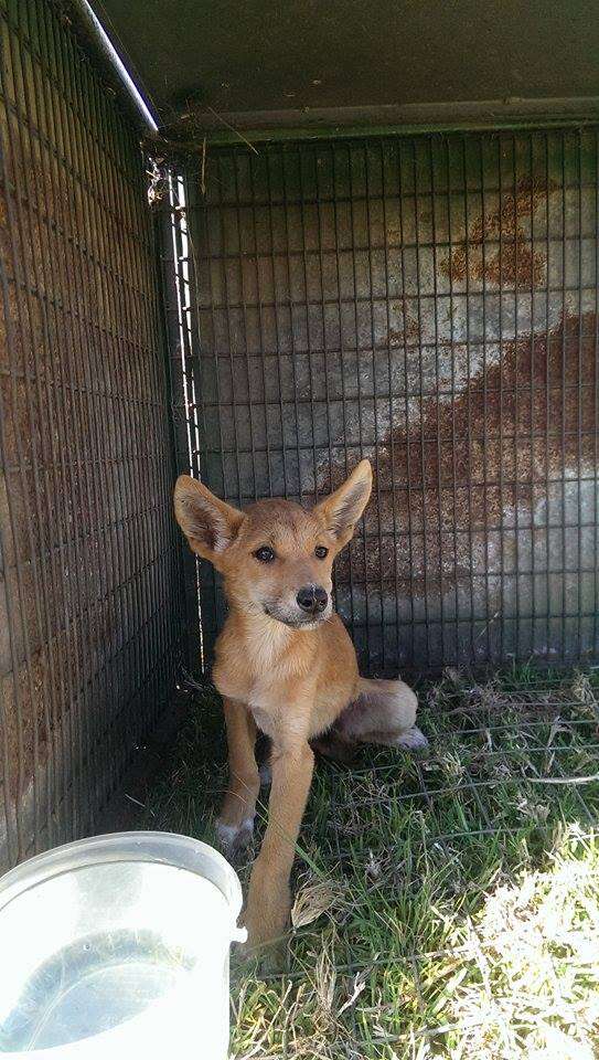 Rescued dingo puppy
