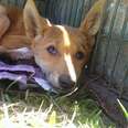 Rescued dingo puppy 