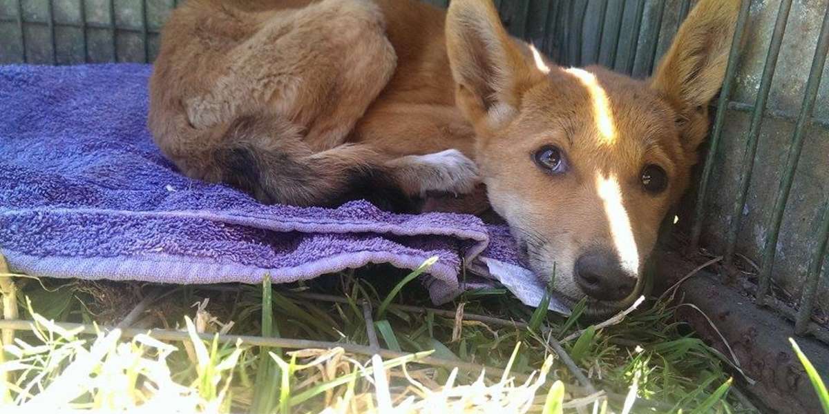 Starving, Wild Dingo Puppy Found The Perfect Man To Help Her - The Dodo