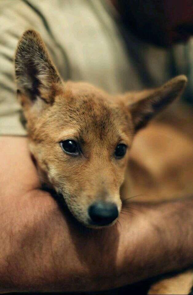 Man holding rescued dingo puppy