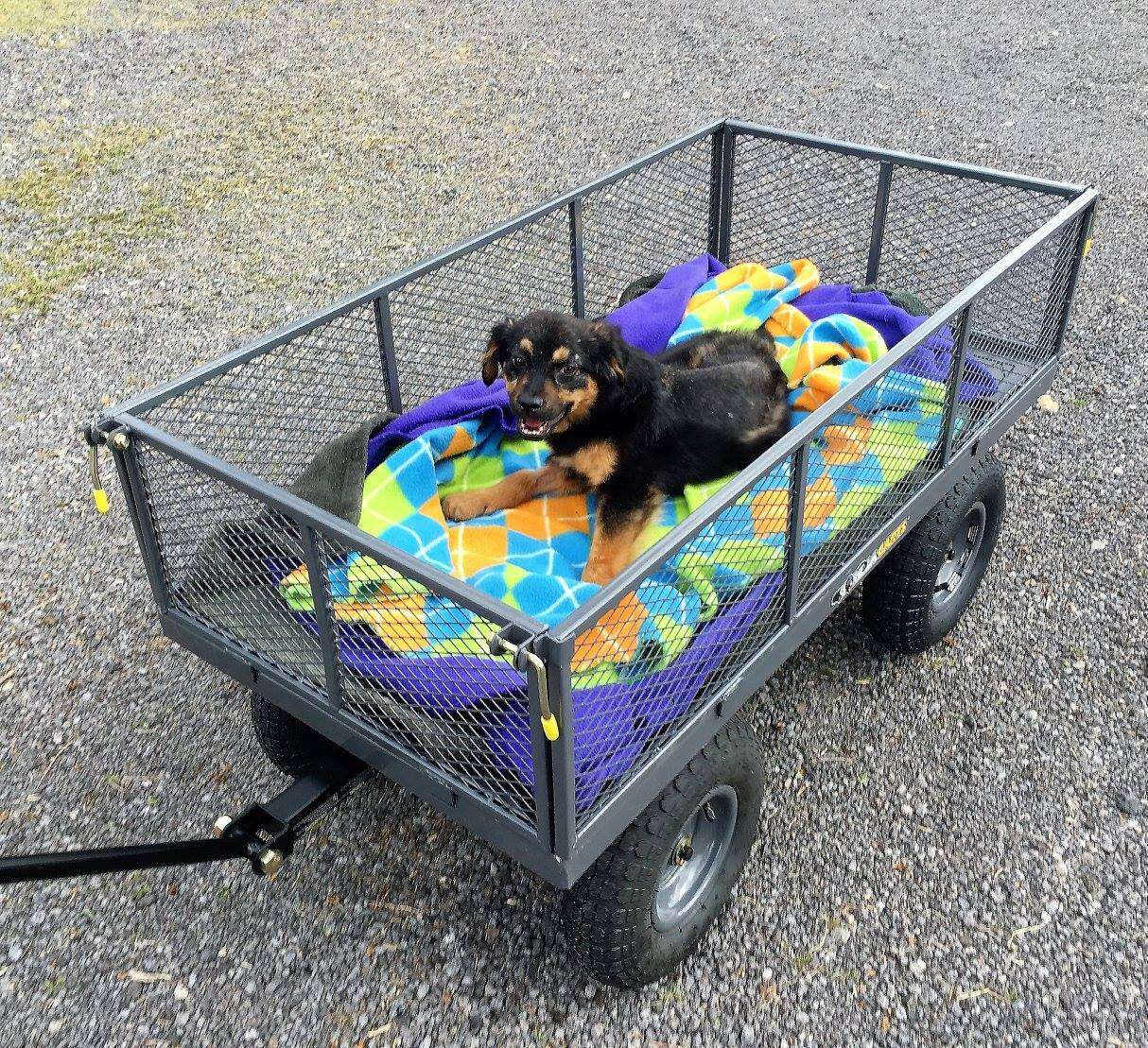 paralyzed puppy