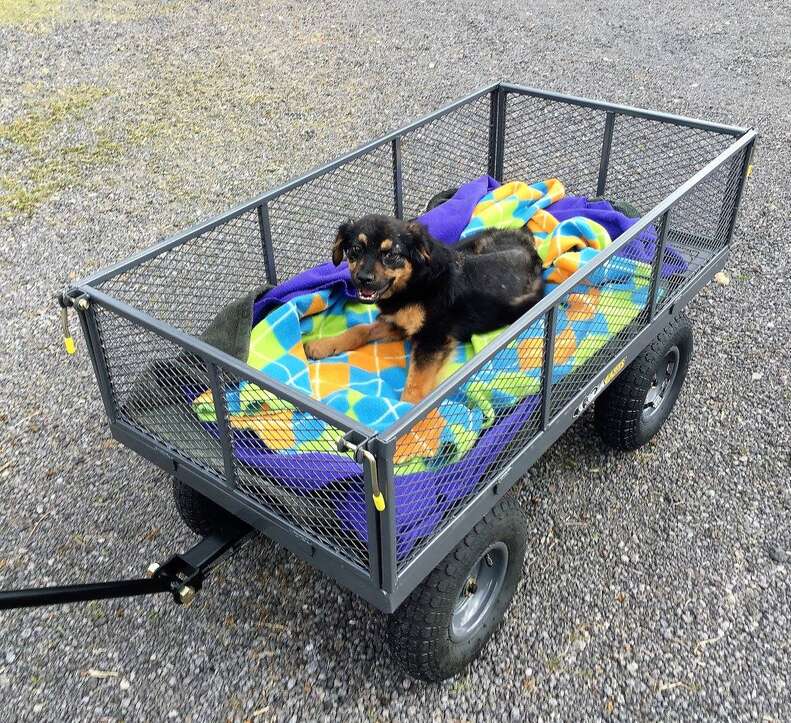 paralyzed puppy
