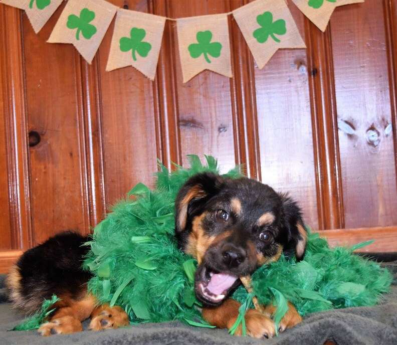 paralyzed puppy