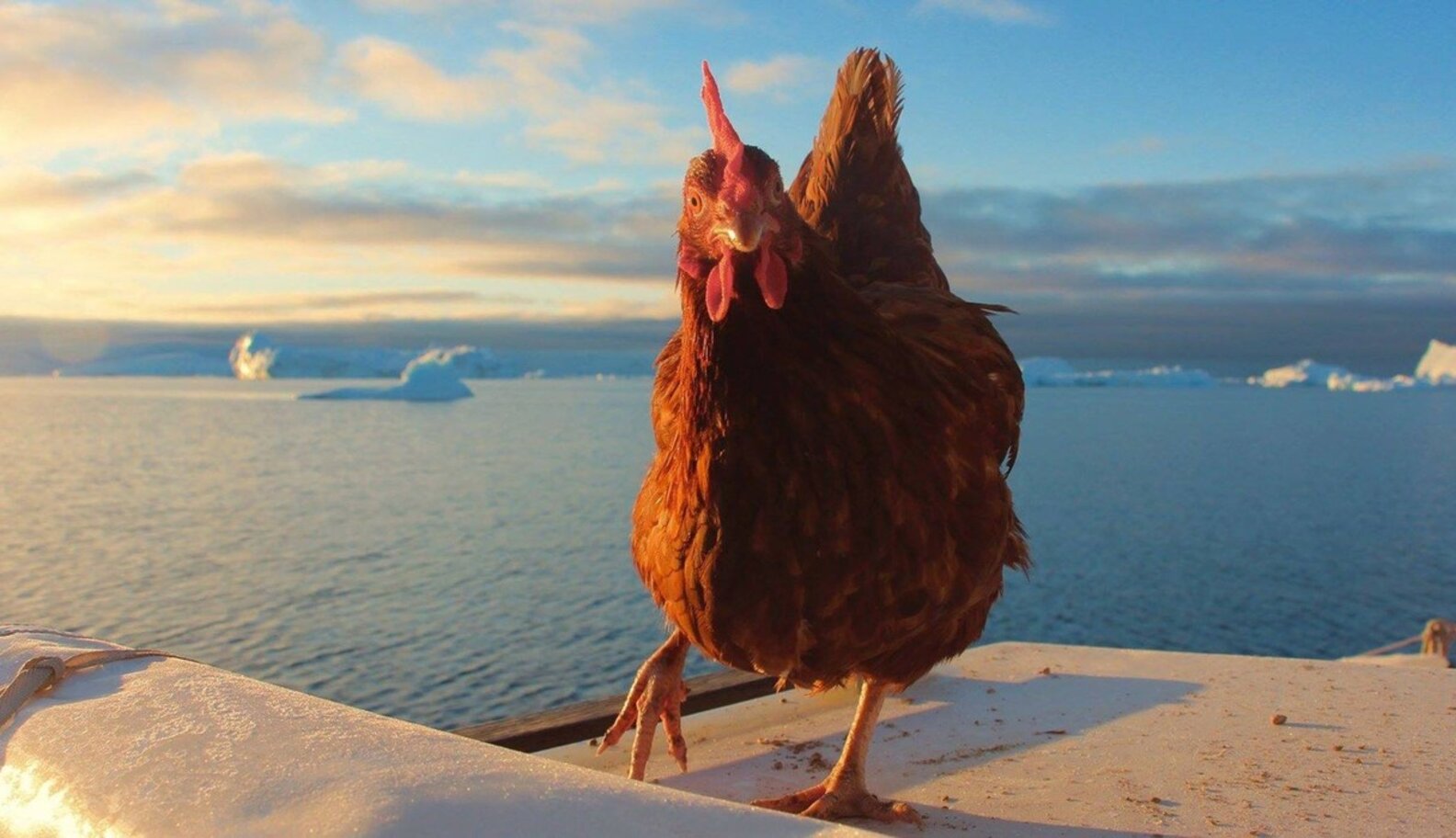 Chicken Sails Around The World With Her Hot Dad The Dodo