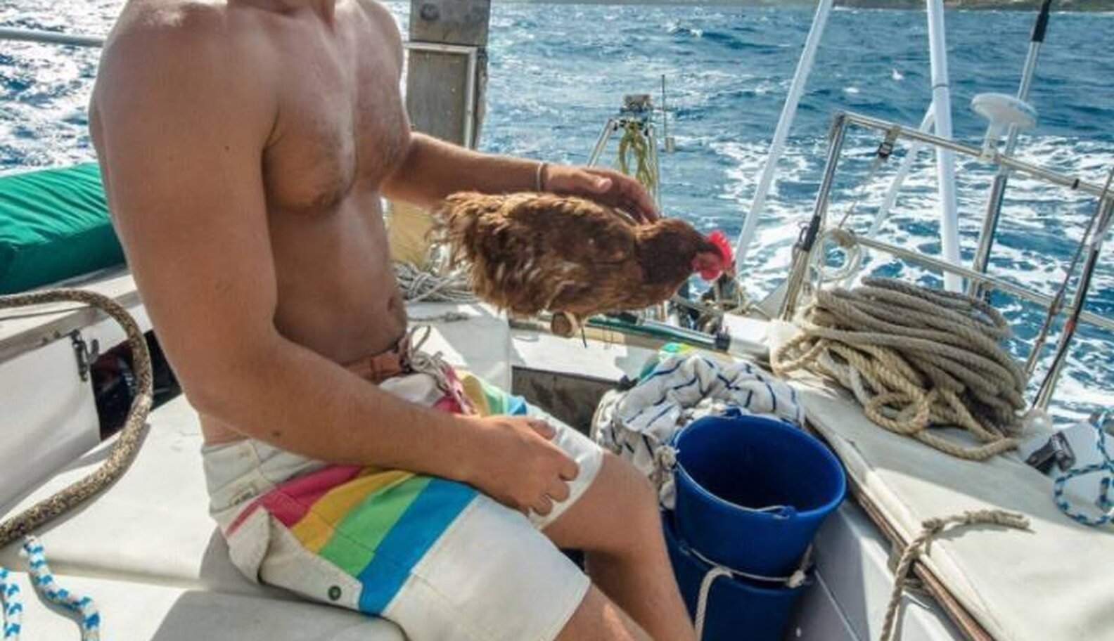 Chicken Sails Around The World With Her Hot Dad The Dodo