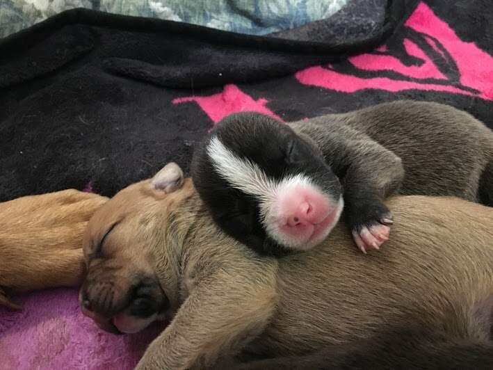 newborn pitbulls