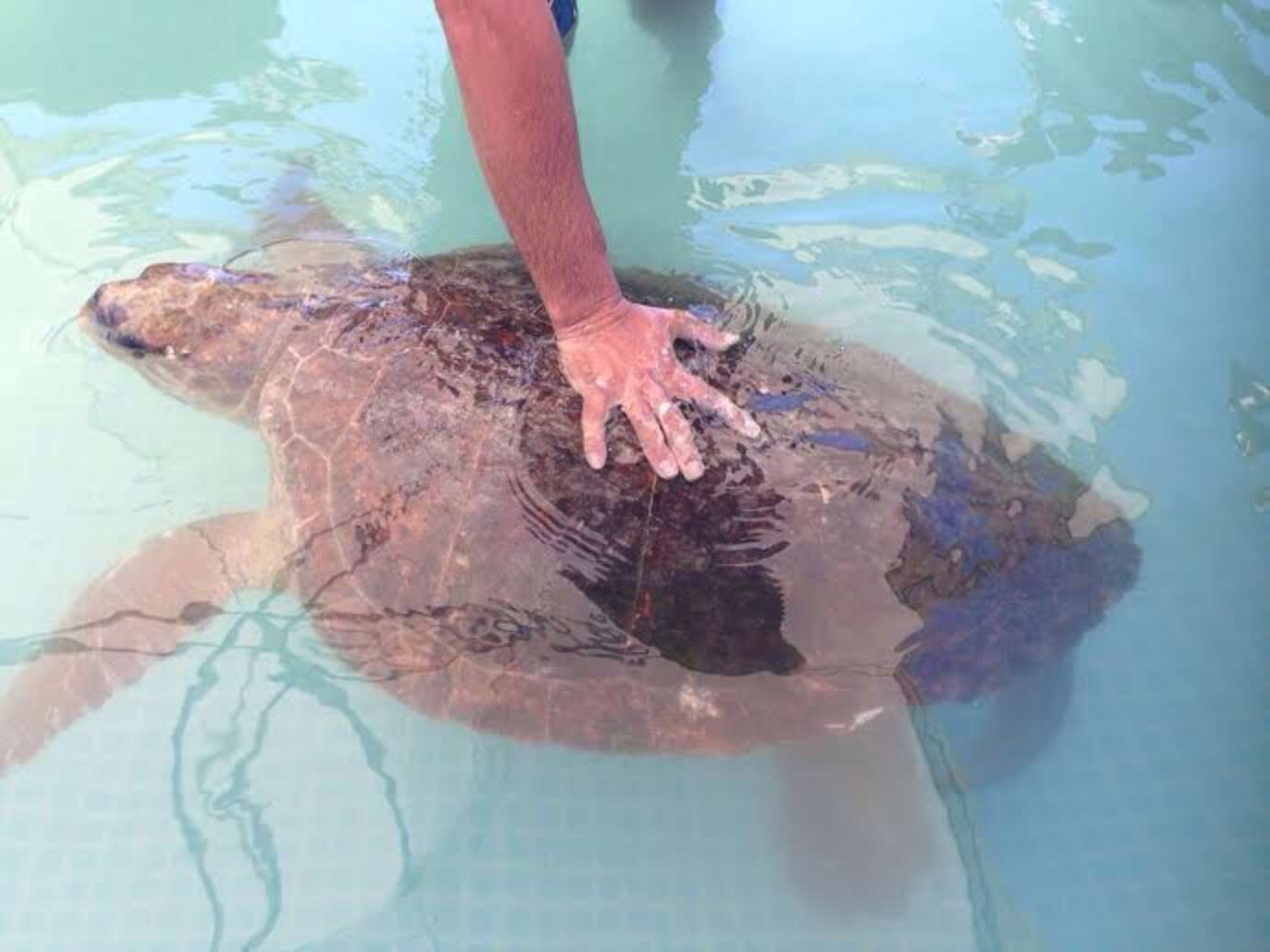 Turtle Dragged From Ocean So Children Can Stand On Him - The Dodo