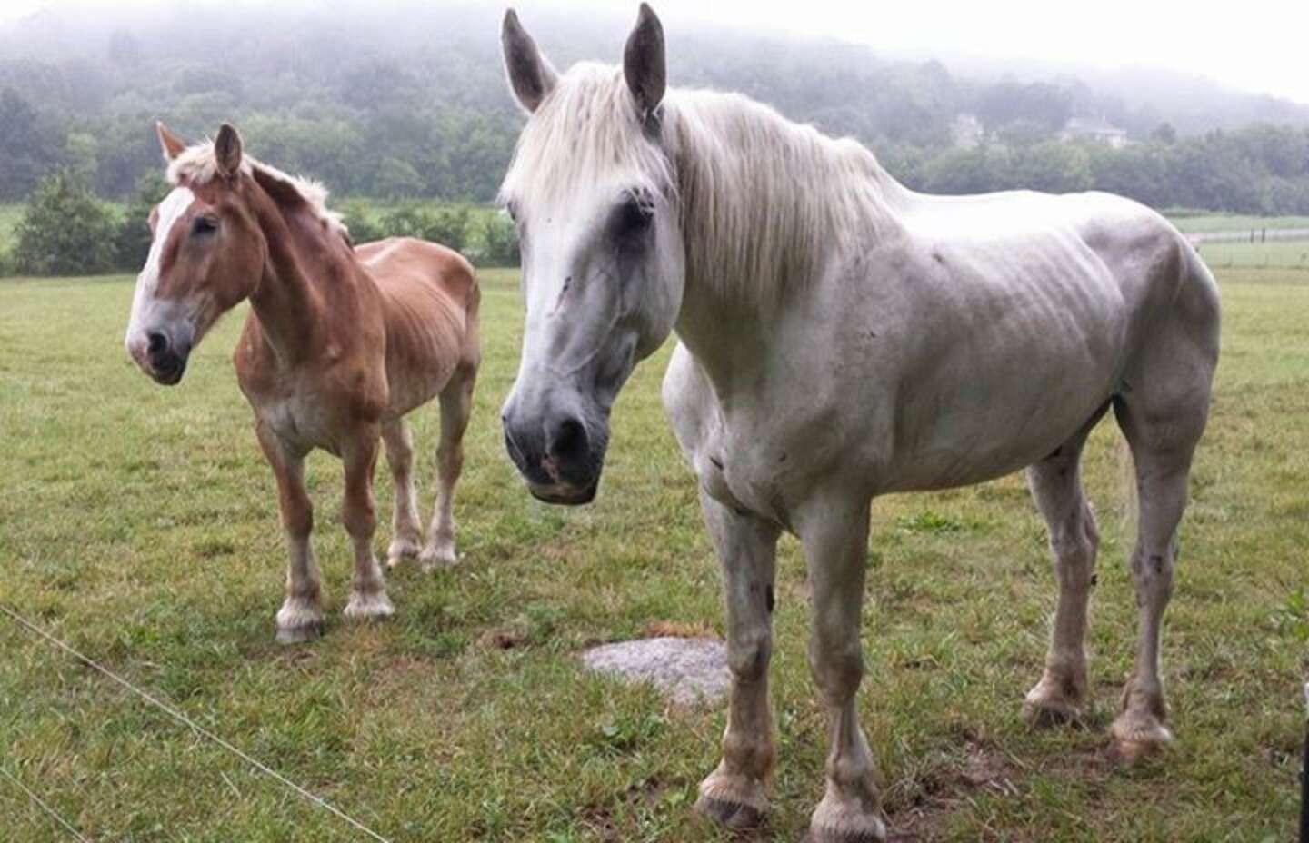 Лошади в horse life