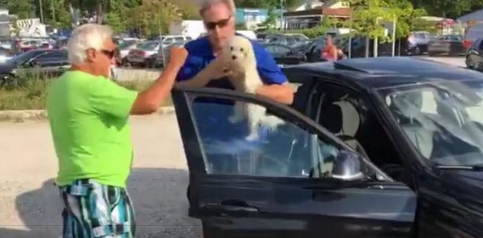 What Happens If You Break Into A Hot Car To Save A Dog? The Dodo