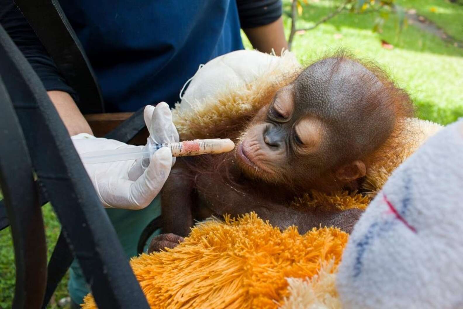 Orphaned Orangutan Was Shot And Then Abandoned In A Store - The Dodo