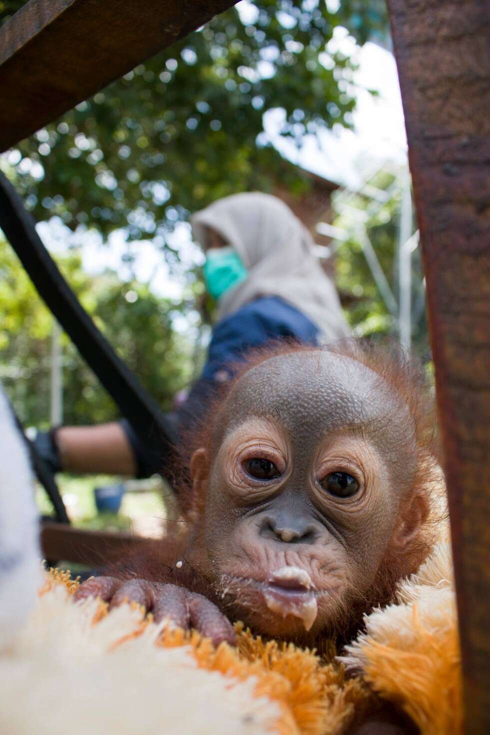 Orphaned Orangutan Was Shot And Then Abandoned In A Store - The Dodo