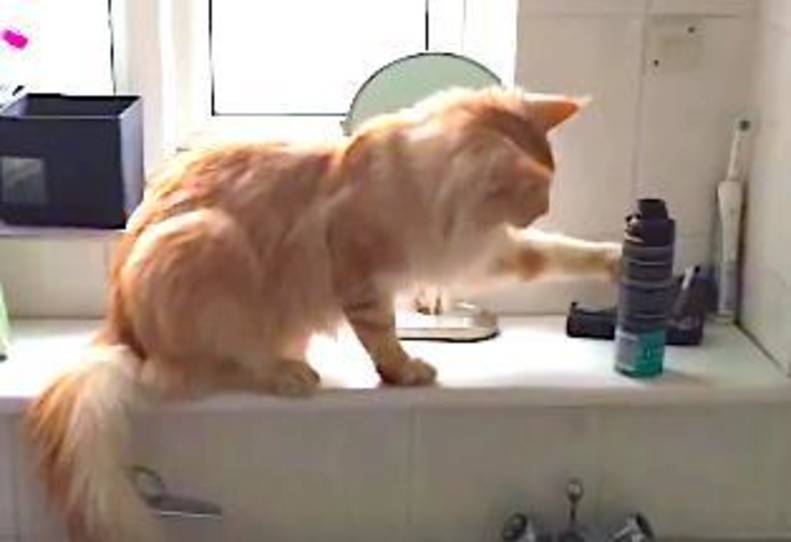 how to stop cat from pushing things off table