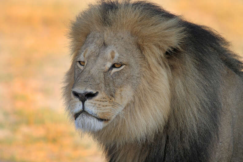 8 Major Wins For Animals Since Cecil The Lion Was Killed One Year Ago ...