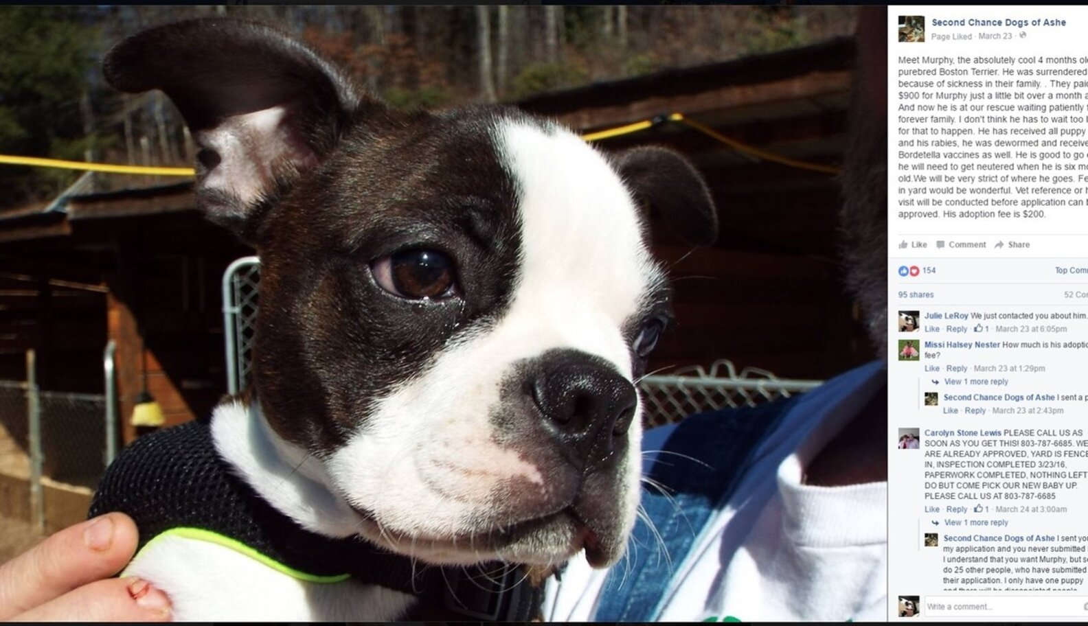 How To Adopt A Purebred Dog The Dodo