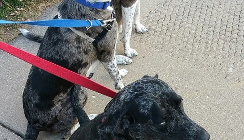 How To Adopt A Purebred Dog - The Dodo