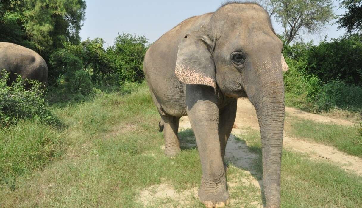 Elephant Hit By Truck Was So Scared She Wouldn’t Let Anyone Touch Her ...