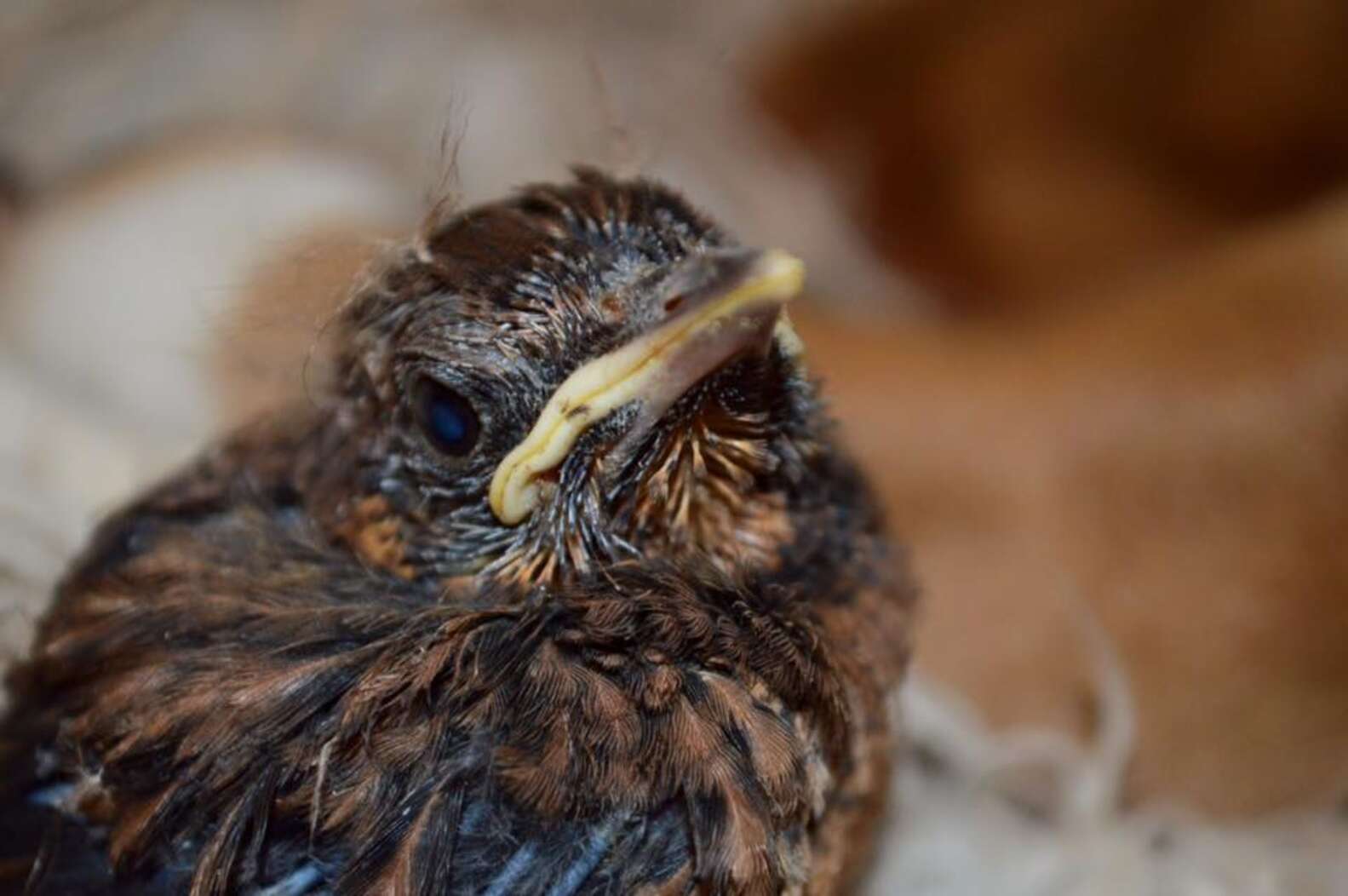 Dog Finds A Lost Baby Bird And Decides To Be His Dad - The Dodo