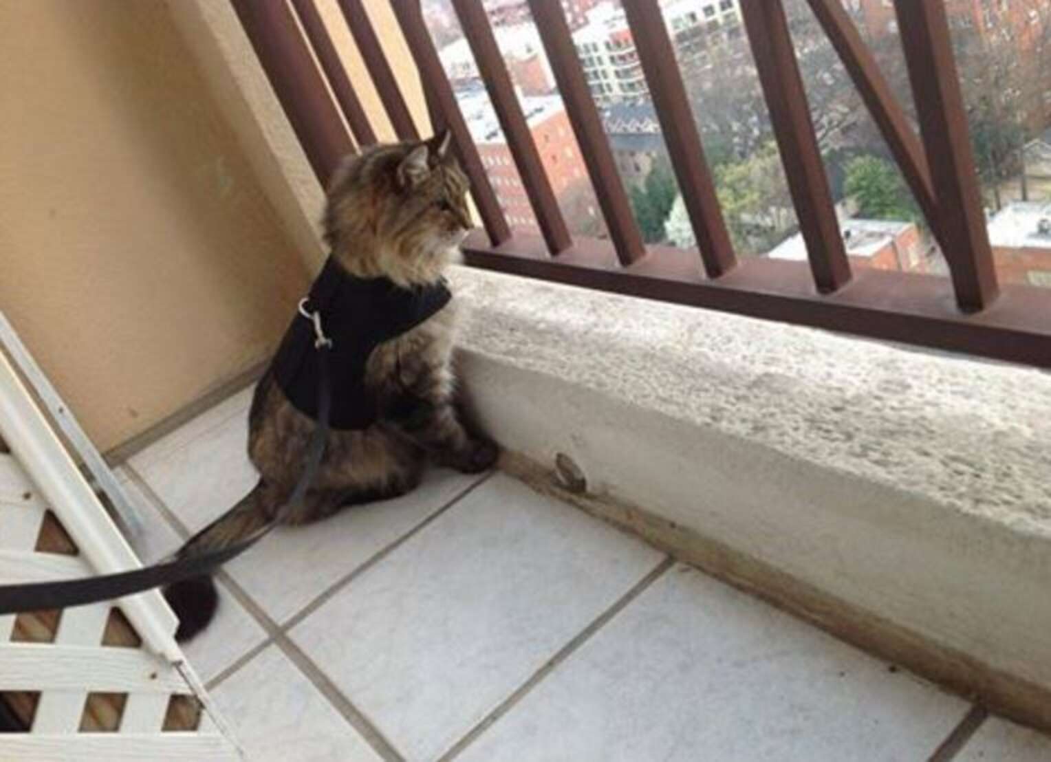 Кот из балкона