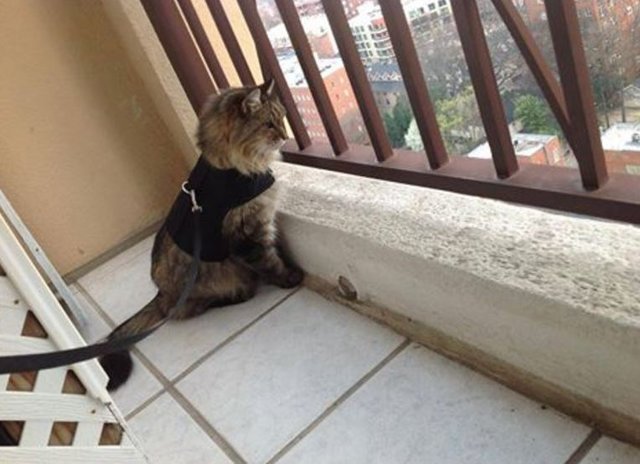Is It Ok To Let Your Cat Go On The Balcony The Dodo